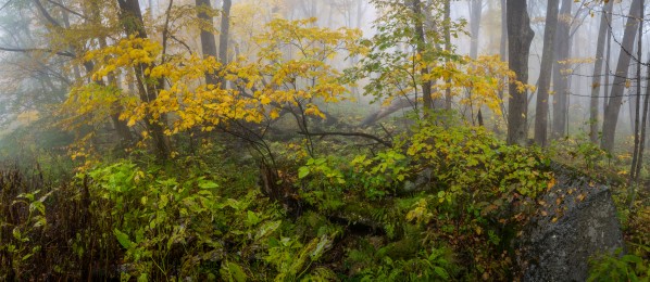 Fall Color apmi 1865 by Artistic Photography