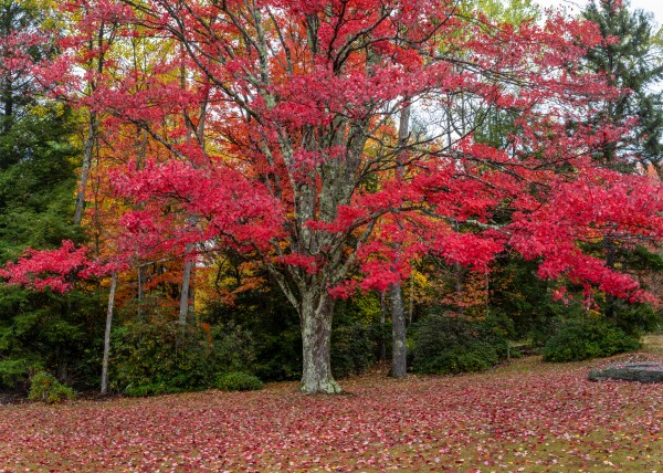 Lone Maple apmi 1889 by Artistic Photography