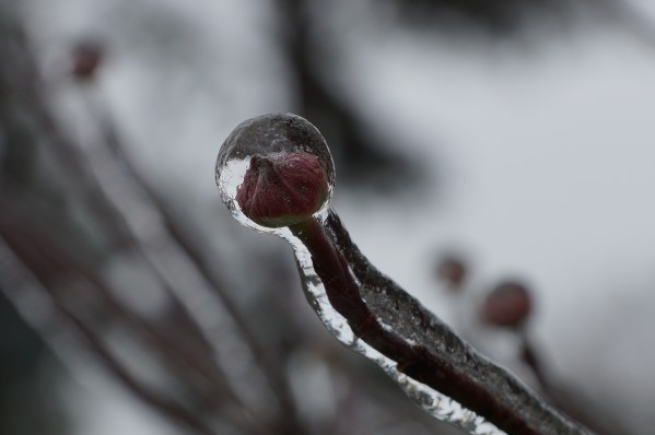 ice  Print