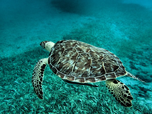 Green sea turtle  by Shell Photography