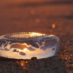 Jelly life