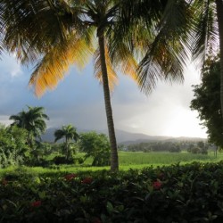 Rio Grande Palm tree