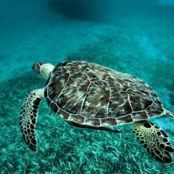 Green sea turtle 