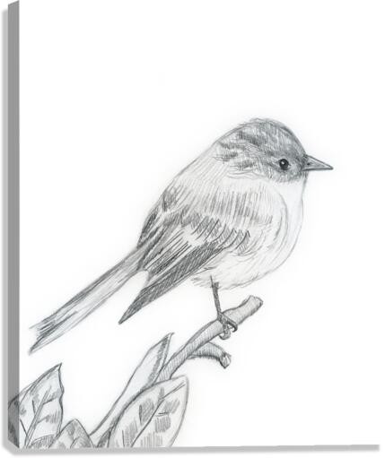 Eastern Phoebe Canvas Print