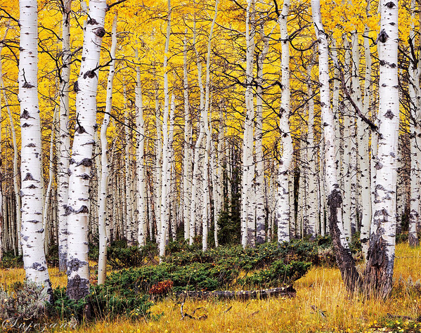 yellow forest by Snjezana