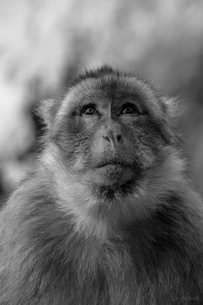 Greedy Friend- Moroccan Monkey Print