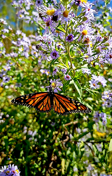 Spring Flutters by Snjezana