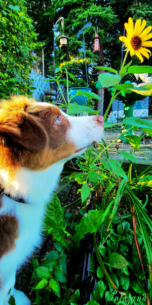 Aussie love by Snjezana