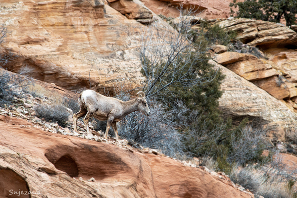 Goating away by Snjezana