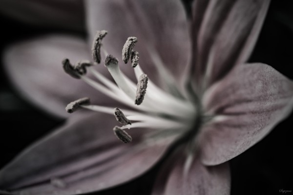 Lilys Heart by Snjezana