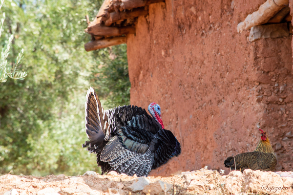 Little Gobbler & Friend by Snjezana