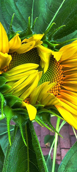 Sunny Sunflower by Snjezana