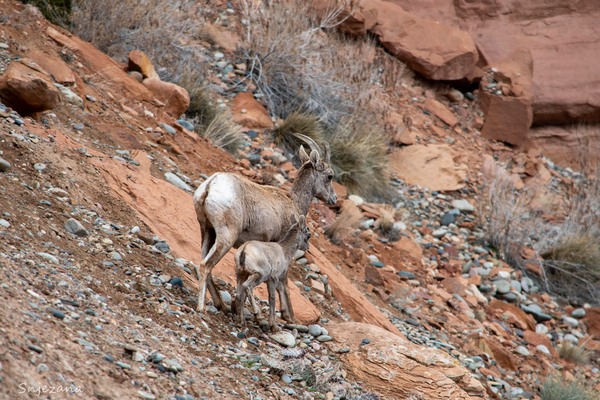 mountain children by Snjezana