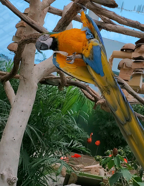 parrot love by Snjezana