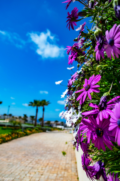 summer time  by Snjezana