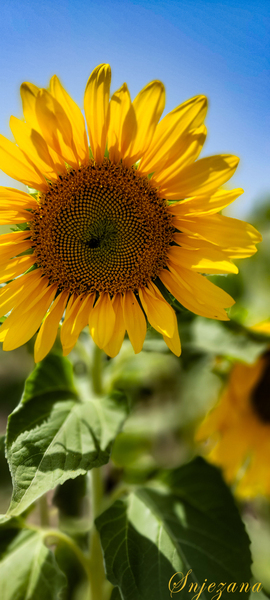 sunflowers by Snjezana