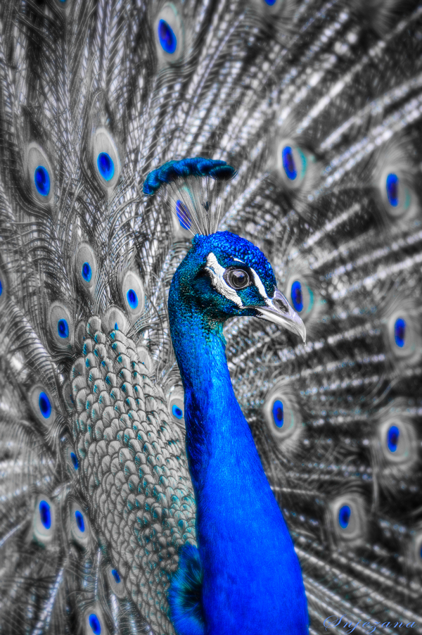 Blue Elegance by Snjezana