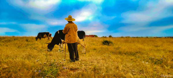 fields of life II  by Snjezana