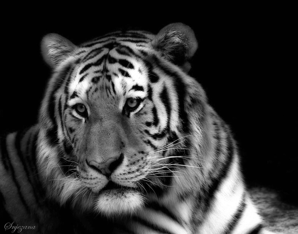 meowwww II by Snjezana