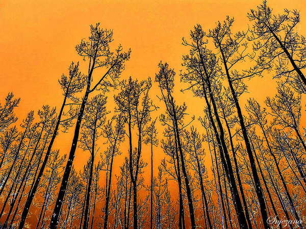 Orange me Happy by Snjezana