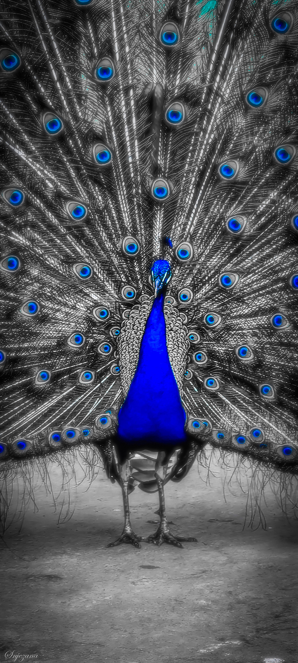 blue flare by Snjezana