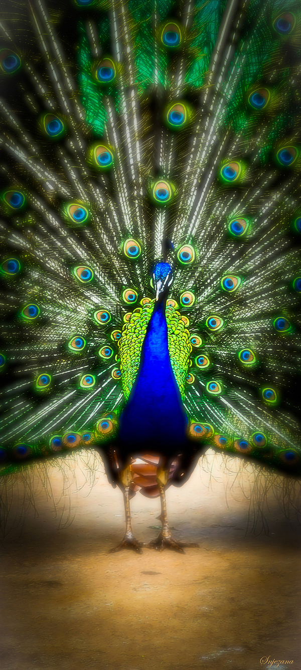 sweet surprise by Snjezana