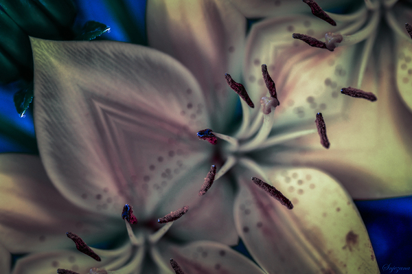 reflections  by Snjezana