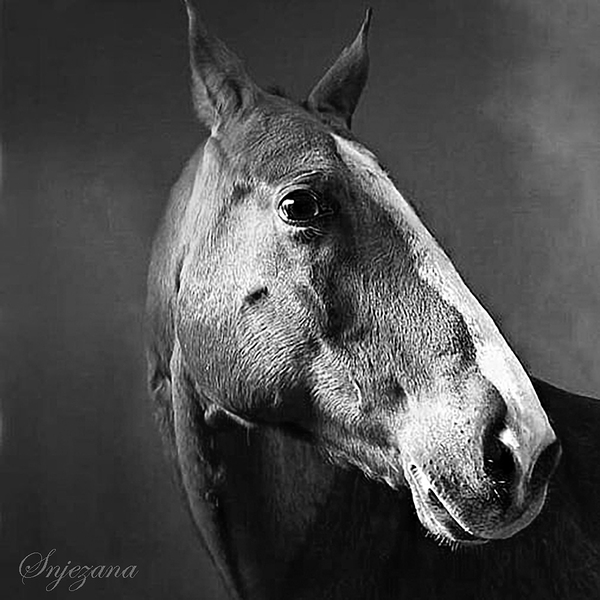 Sassy again by Snjezana