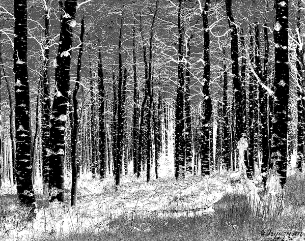 winter forest by Snjezana