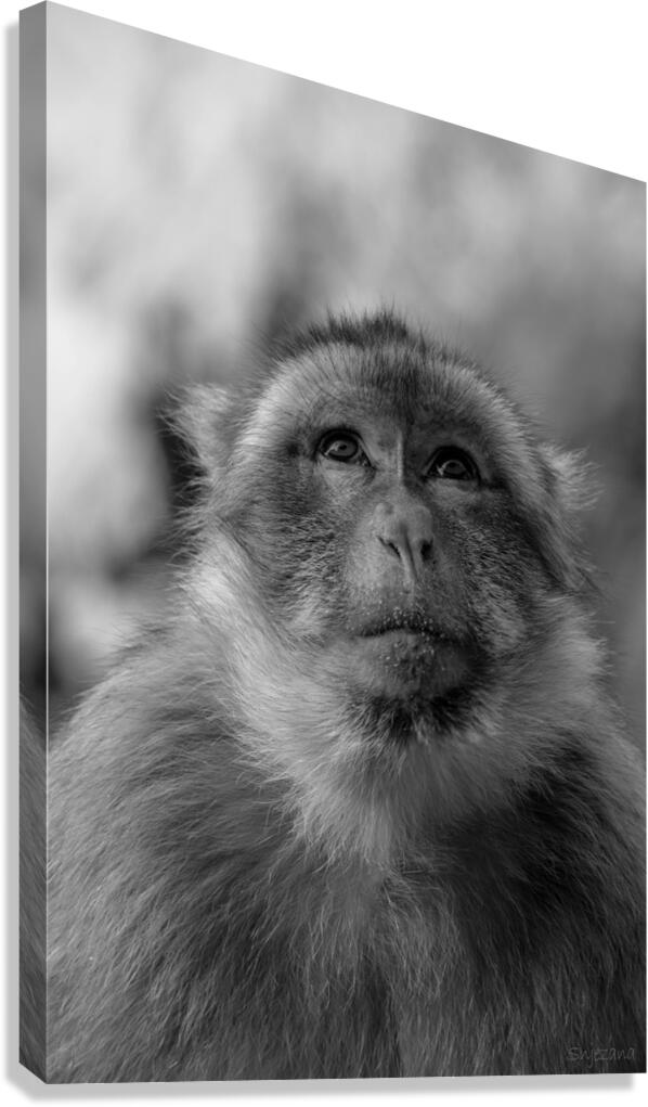 Greedy Friend- Moroccan Monkey Canvas Print