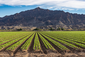 Winter Vegetable Farming in Yuma Arizona