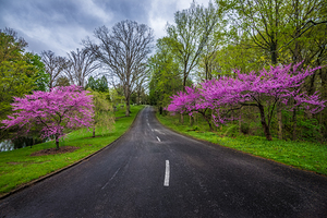 Spring Grove Road