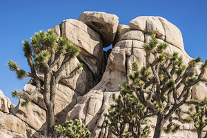 Joshua Tree National Park - Twentynine Palms - California