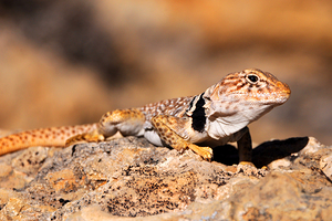 Great Basin Collared Lizard - Burr Trail Utah