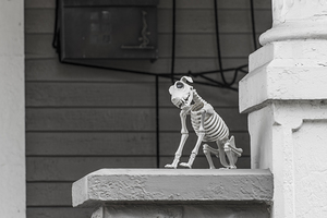 hillcrest louisville halloween 2022 17