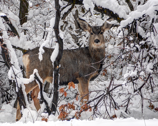 Winter Deer in Snow - Wasatch Benches - Salt Lake Print