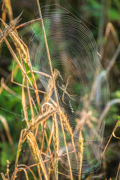 Spider Web - Morning Dew- Sunrise by Gary Whitton