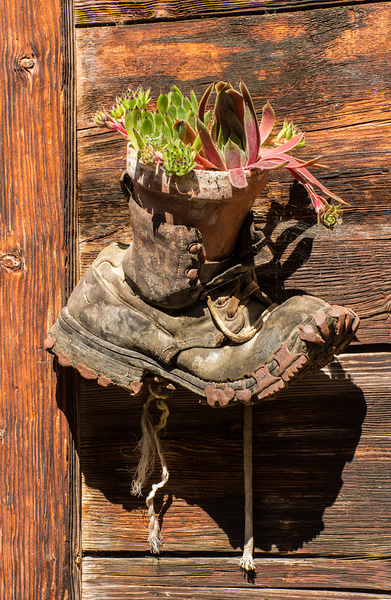 Old Boot Potted Plant - Swiss Alps by Gary Whitton
