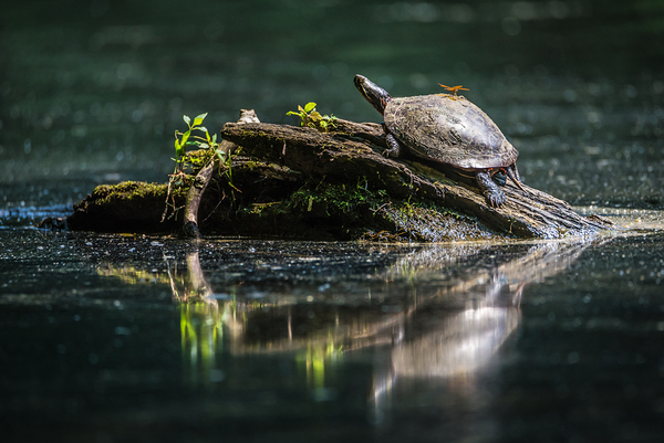 Painted Turtle Sunning - Mt. St Francis Wildlife Sanctuary by Gary Whitton