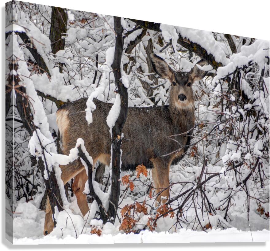 Winter Deer in Snow - Wasatch Benches - Salt Lake Canvas Print
