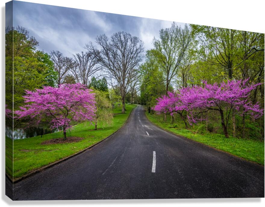 Spring Grove Road Canvas Print