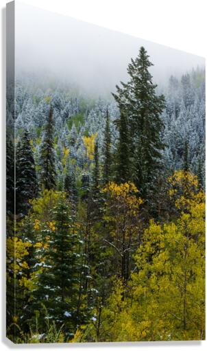 bcc snow1 Canvas Print