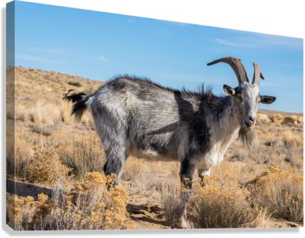 billy goat Canvas Print