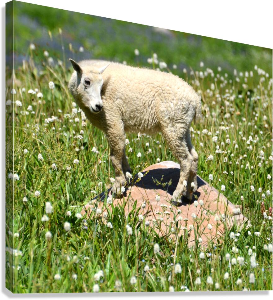 mountain goat Canvas Print