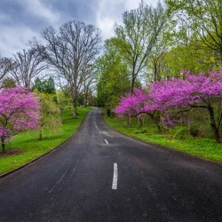Spring Grove Road