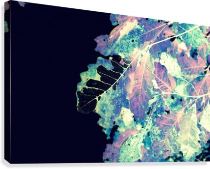Electra Canvas Print