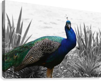 Pride Canvas Print