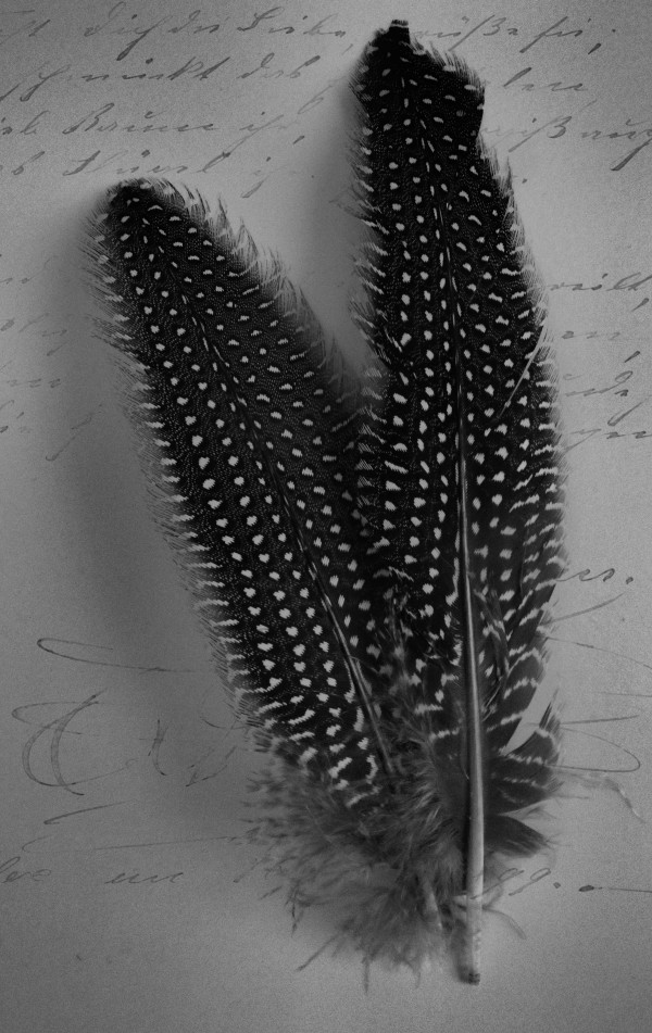 old script Feather Print