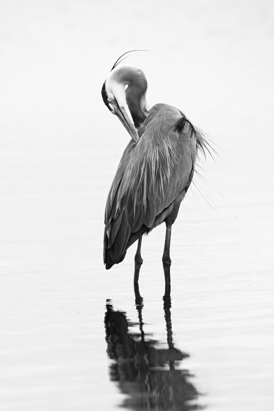 Got That Itch - Colour Birds In Flight by Kenneth Smith