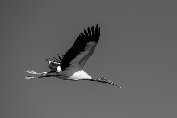Pinocchio - B&W Birds In Flight by Kenneth Smith